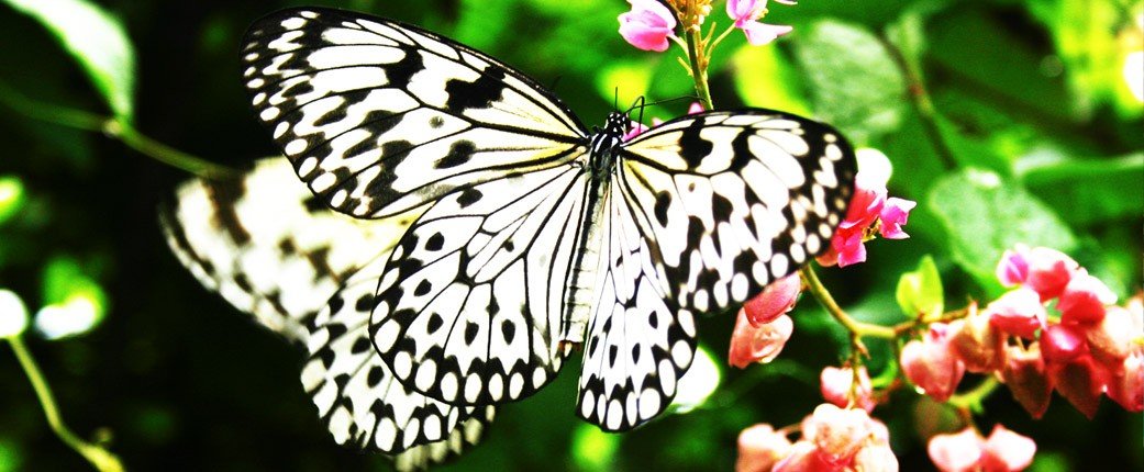 phuket butterfly