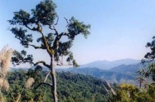 อุทยานแห่งชาติภูซาง